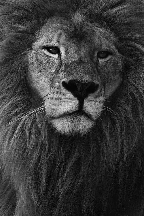Las enseñanzas del León #sersiendo
