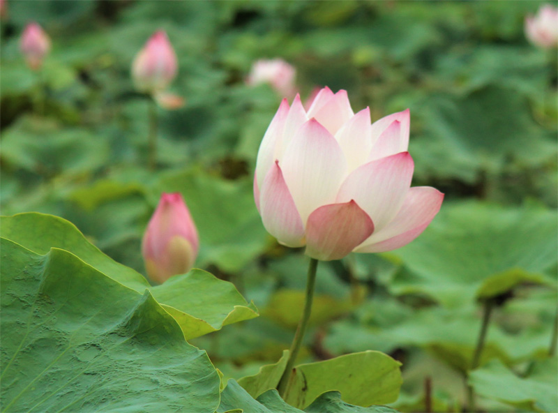 lotos-flower